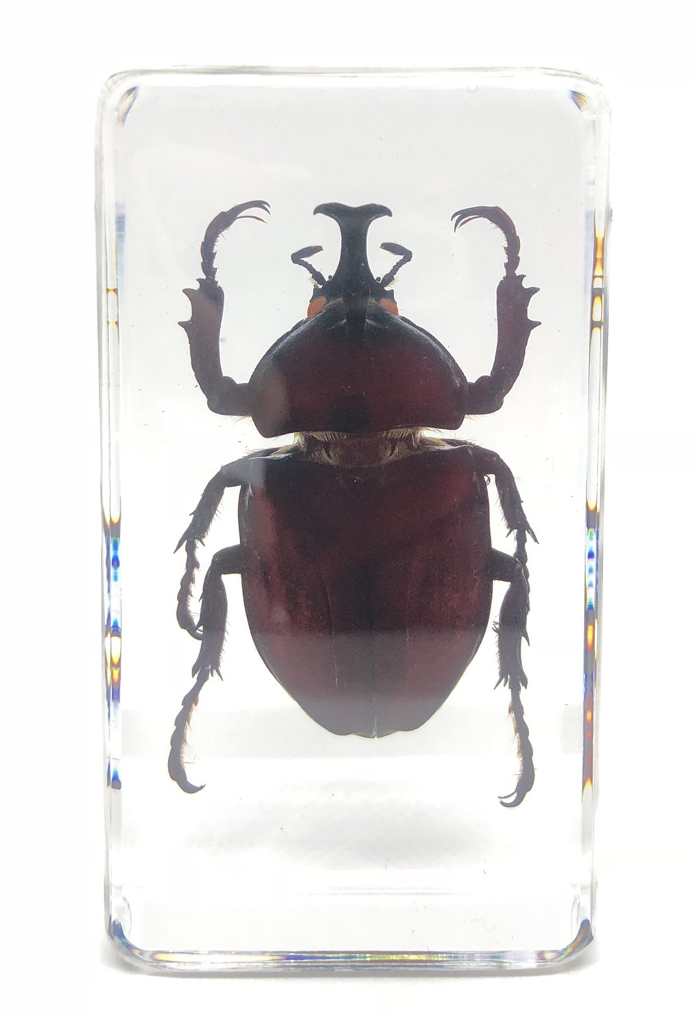 Amazon.co.jp: [透明標本制作所]樹脂封入 標本 カブトムシ Aタイプ